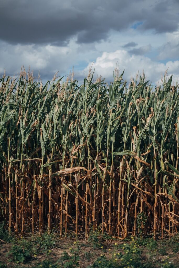 Qu'est ce que le rhum agricole ? 1 champ de maïs vert sous un ciel bleu pendant la journée